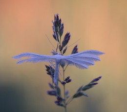 Dawn / ***