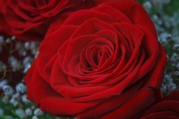 Rose / ...