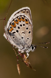 Butterfly / ***