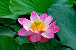 The Scarlet Flower / ***