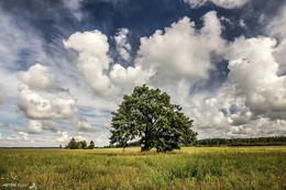 My favorite oak / ***