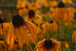Flowers / ***