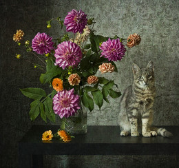 Cat and dahlias / ***