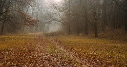 Morning in the forest / ***