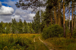 Road in Autumn 2 / ***