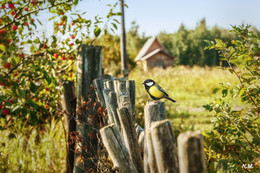 In the countryside / SONY ILCE-6000 camera lens SEL50 F/6.3 ISO 100