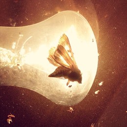 Light hallucinations / ***