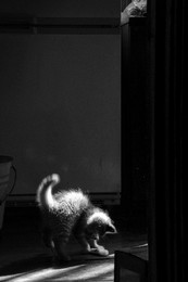 Light hallucinations / ***