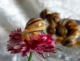 About a snail / ***