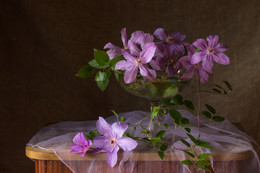 Clematis / ***