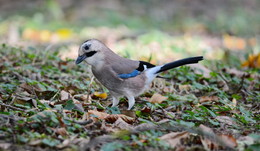 Jay / ***