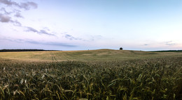  / fields of gold