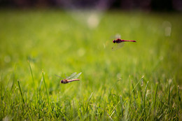 Courtship / ***