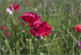 Mohn / ***