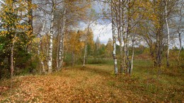 Forest in September ... / ***