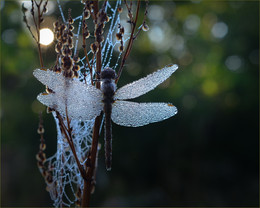 Crystal / ***