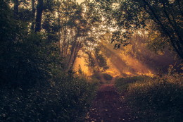 In the morning in the woods! / ***