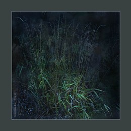 Zuckerrohr. 2015 / music: Jacques Loussier Trio-Johann Pachelbel: Canon in D major
http://www.youtube.com/watch?v=rozgjPlCC7U