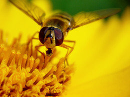 Hoverflies / ***