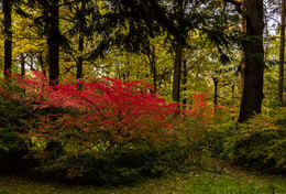 Malvorlage Herbst / ***