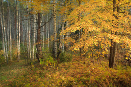 Goldener Herbst / ***