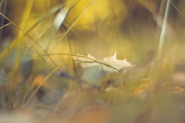 Autumn / ***