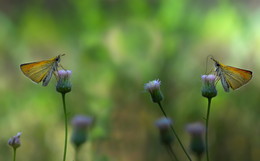 Eyes to eyes / ***