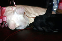 Eyes to eyes / ***