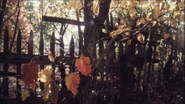 Muster der Herbst / ***