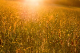 At sunset / ***