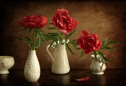 Tree peony / ***