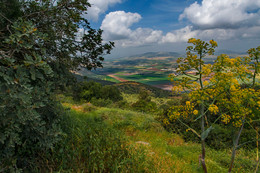 Spring on the slopes of Mount Gilboa / ***