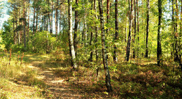 autumn soon / ***