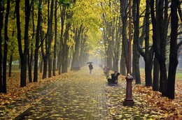 gold autumn / ***