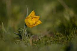"Morning steppe tulip!" / ***