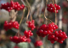 Kalina ripened / ***