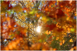 Last ray of autumn ... / ***