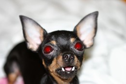 Vampirenysh / ***
