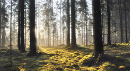 In The Morning / ***