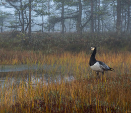 Barnacle Goose. / ***