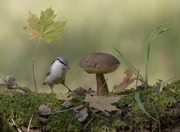 Autumn Geschichte / ***