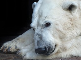 bear / ***