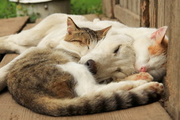 Sleep for three / ***