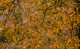 "Autumn carpet" / ***