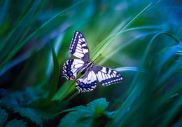 Evening beauty / ***