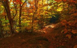 Gold mountain area / ***