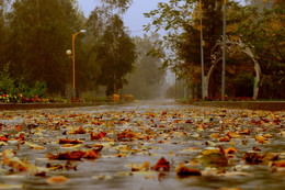 Rain. / ***