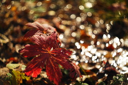 Autumn imagination. / ***