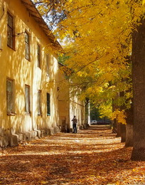 Autumn Gold / -----