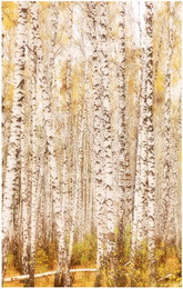 Country birch calico / ***